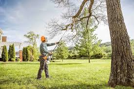 Why Choose Our Tree Removal Services in Wellsburg, WV?